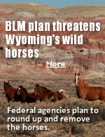  In 1971, the Wild and Free-Roaming Horse and Burro Act passed through both houses of Congress unanimously — with not a single dissenting vote. The act makes it plain: Wild horses are “living symbols of the historic and pioneer spirit of the West.